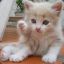 Karlita ^^