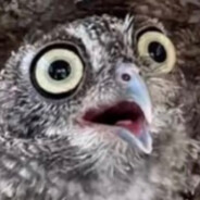 Suprised Owl