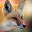 Foxx