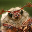Avatar of DirtyWorm
