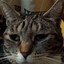 battlecat