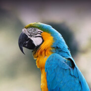 Macaw - dragée