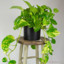 lilpothos