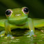 froggie