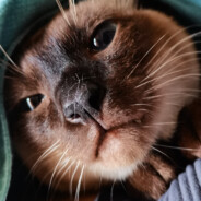 地狱女业务员-卖间久里代