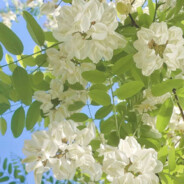 fr1edcr4b油炸蟹 [Bot]