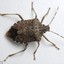 StickyStinkBug