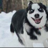 Husky