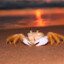 Aquacrab15