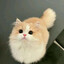 (p≧w≦q)