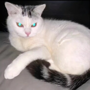 我的两个队友全是傻帽