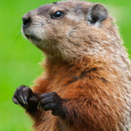 Woodchuck