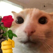 深情不改必坠死海