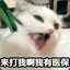 猫菇怂然Σ( °Д °;)