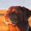 Dog on shining sunset