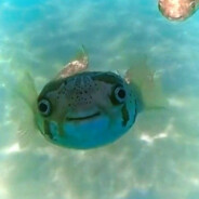 The fish