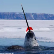 bgznarwhal