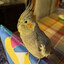 Burdpal