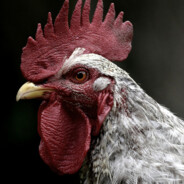 Chicken#005 - steam id 76561197960548849