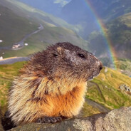 Marmot_Lover88
