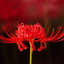 Lycoris Radiata