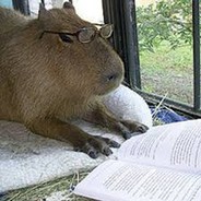 Capivara408