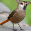 DogBird