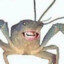 LaFrog