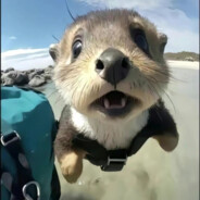 人菜枪马脾气大