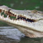 crocodileteeth