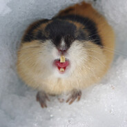 LEMMING