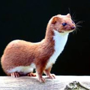 Yung Weasle