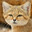 Sand Cat avatar