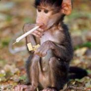 MONSTER Free to mix dinner