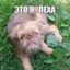 МАРАДОНА
