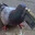Smidgen Pigeon
