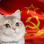Communist Kitty