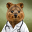 Dr Quokka