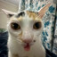 chum_bucket_kitty