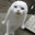minou