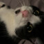 Camiry