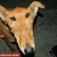 Жижа