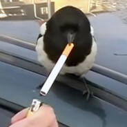 SMOKING BIRD