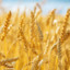 goldenfiberwheat238