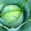 Cabbage