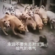 萝莉小鹦鹉—非法插件