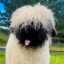 xKz 🐑