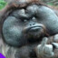 StupidLao