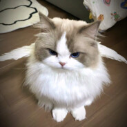 爱坤请展示你的厨具