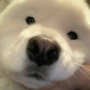 为人称道的美丽